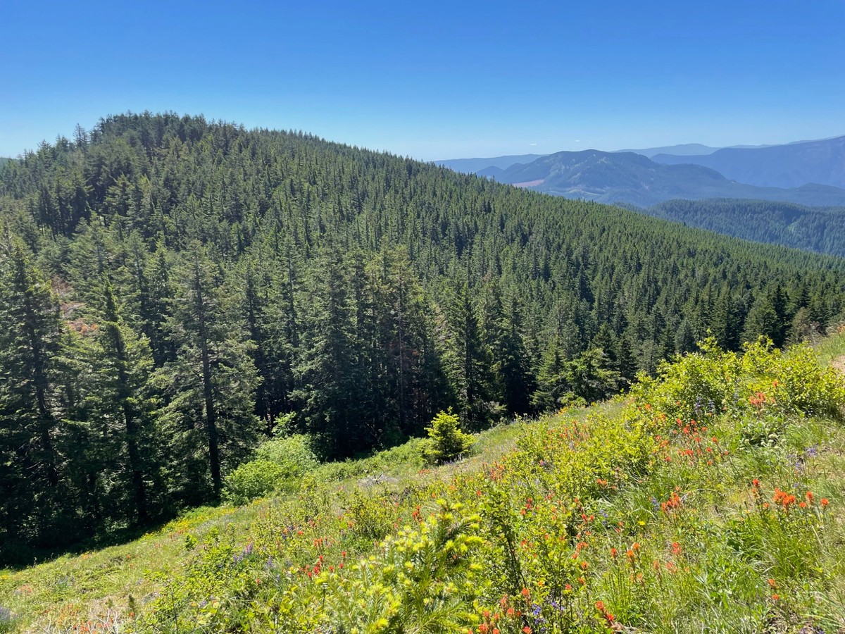 Coyote Wall wildflower ridge