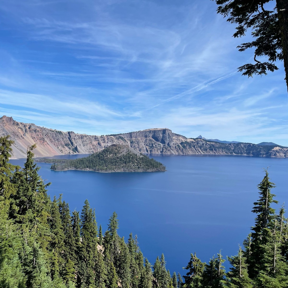 Weathered pines above Crater Lake