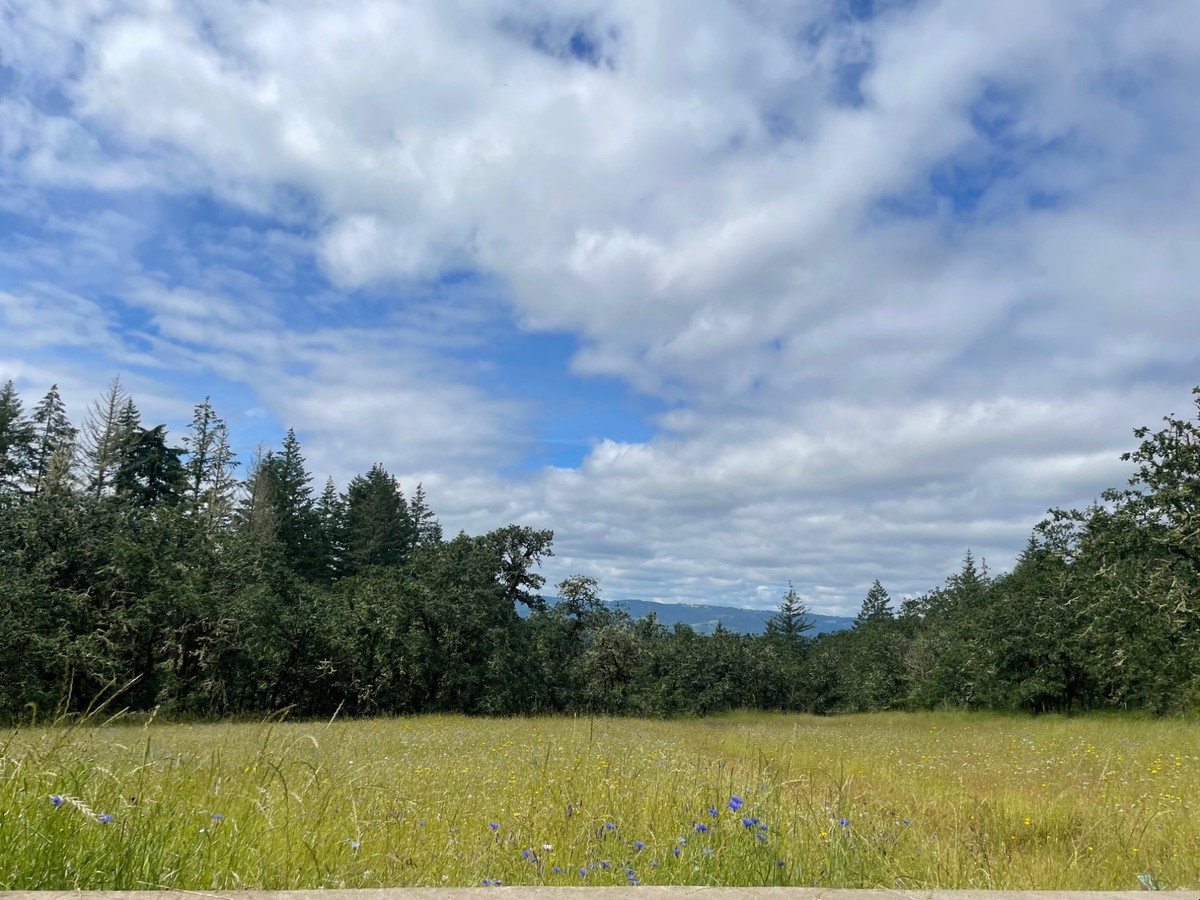 Open meadow