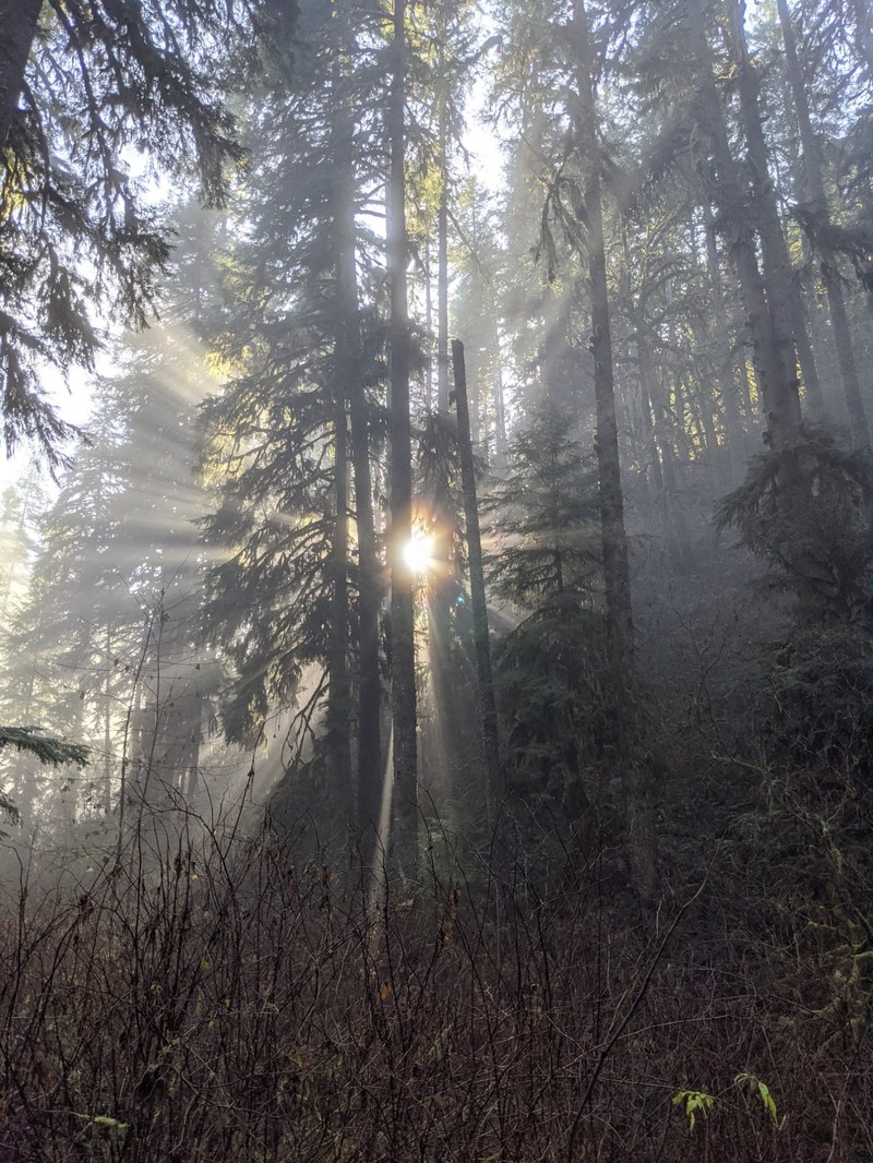 Sunrays breaking through a coastal forest canopy
